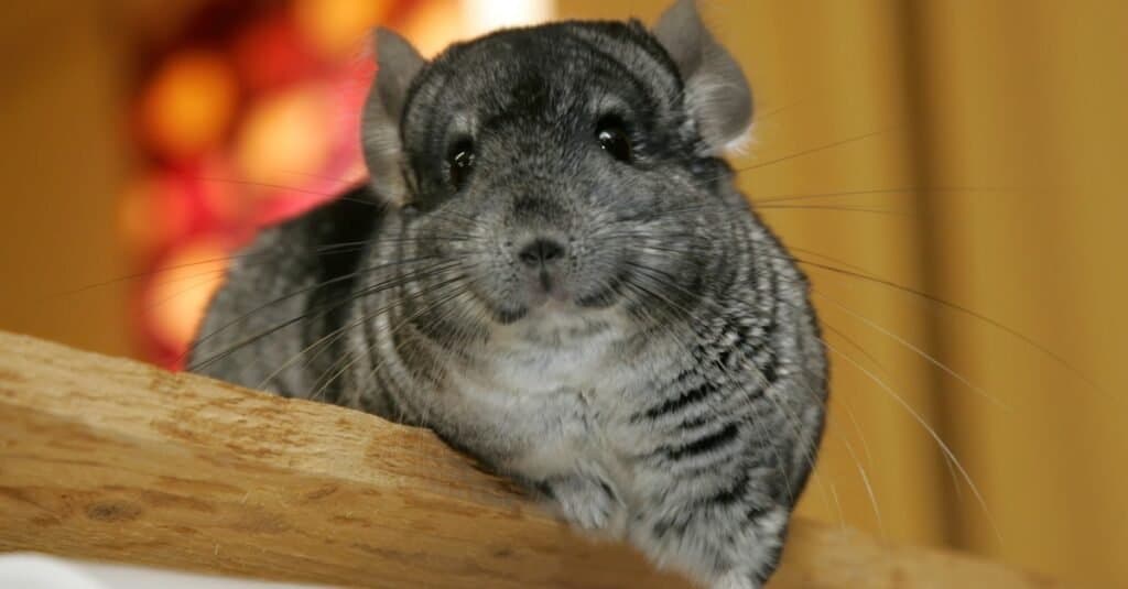 I migliori animali da appartamento