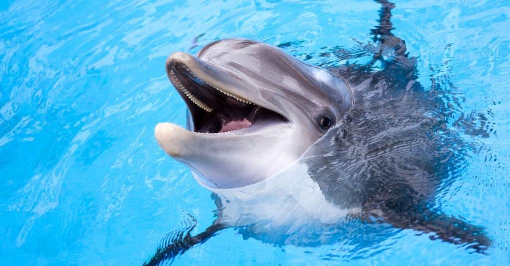 Animali che costruiscono cose come gli umani: delfini