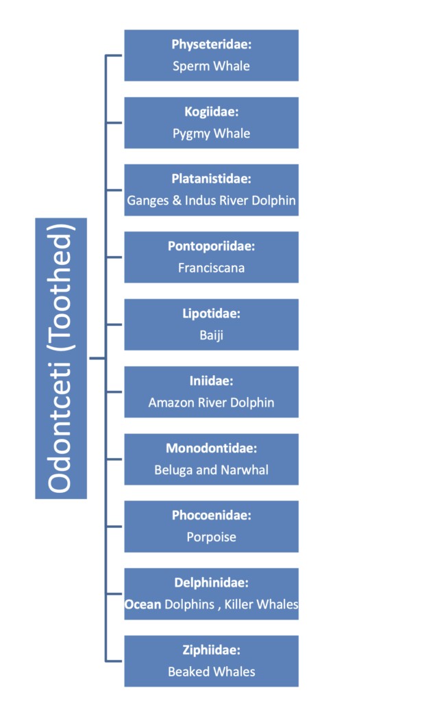 Sono delfini balene - Classificazione delle balene dentate 