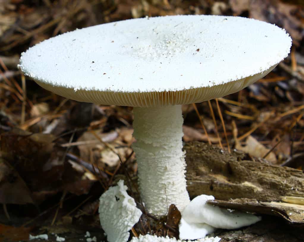 Fungo angelo distruttore (Amanita bisporigera)