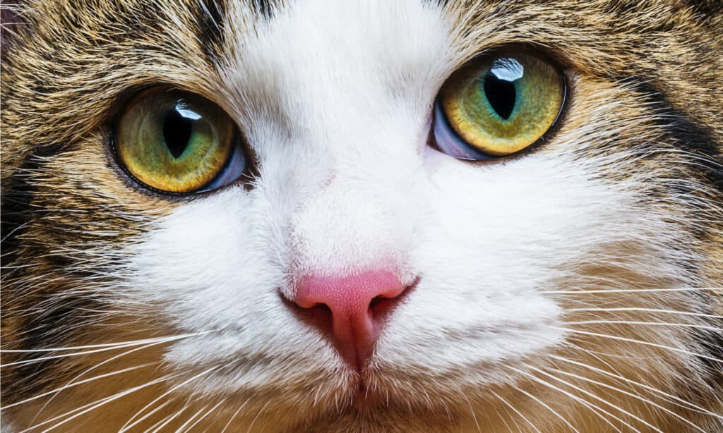 i gatti possono vedere al buio
