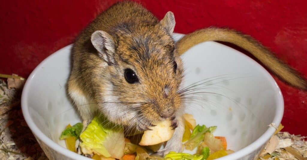 Gerbillo mongolo che mangia il suo cibo.