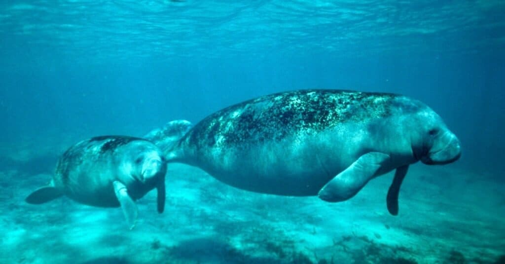 Gli animali più lenti del Nord America