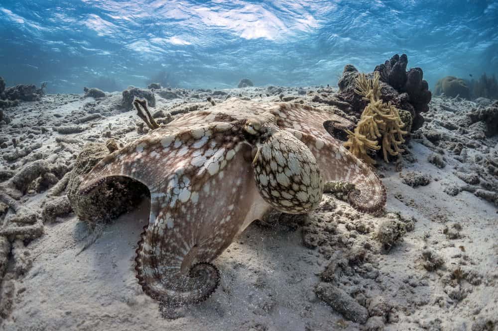 Un polpo che si fonde con l'habitat della barriera corallina circostante.