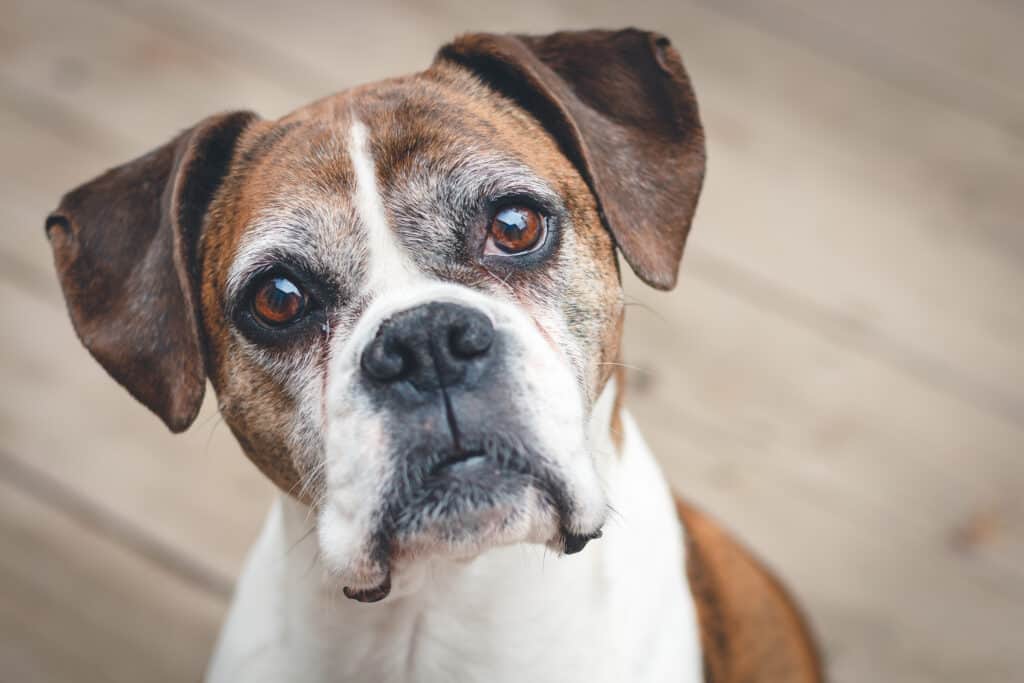 Pugile anziano