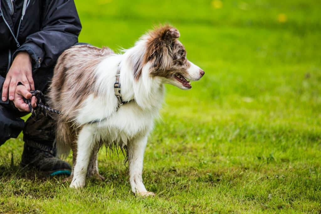 Cane da pastore australiano in erba verde tenuto al guinzaglio da un essere umano in abiti scuri .