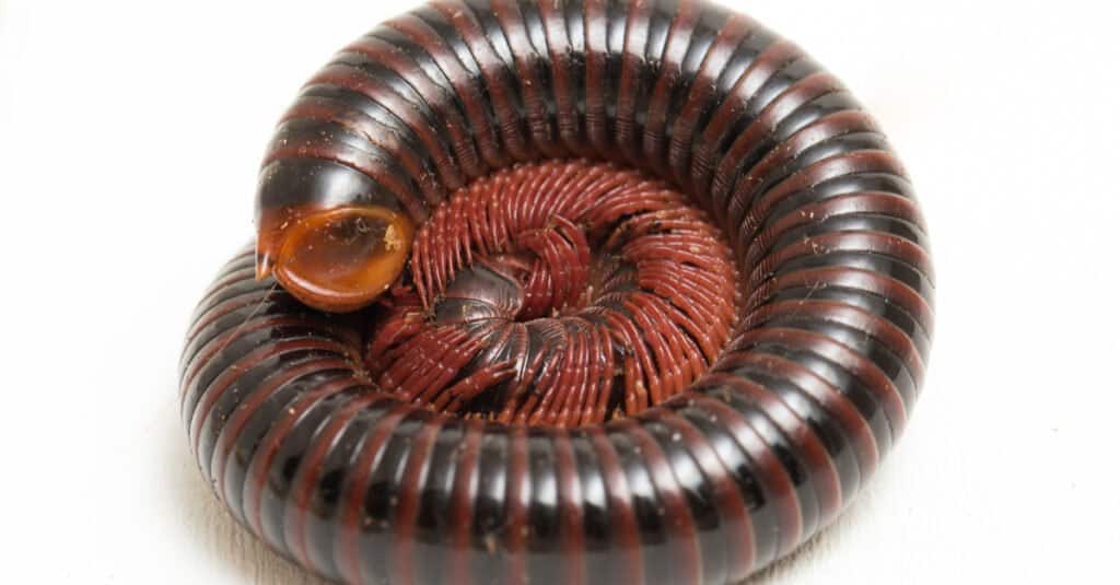 Do Millipedes Bite - Millepiedi arrotolato in una palla
