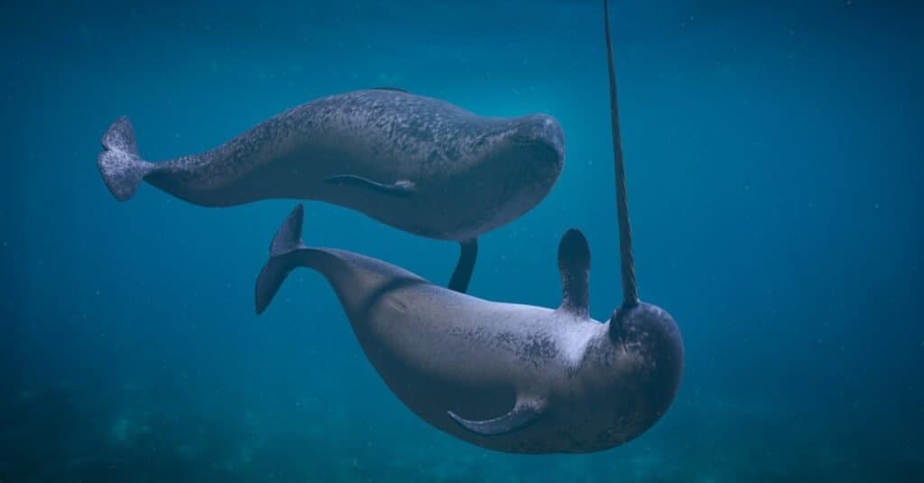 Animali che hanno zanne-Narwhal