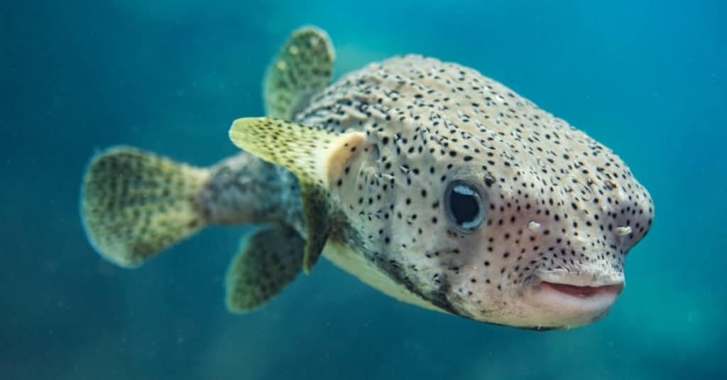 Animale di Minecraft: pesce palla