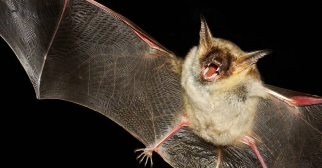 Denti di pipistrello - Pipistrello dalle orecchie di topo maggiore
