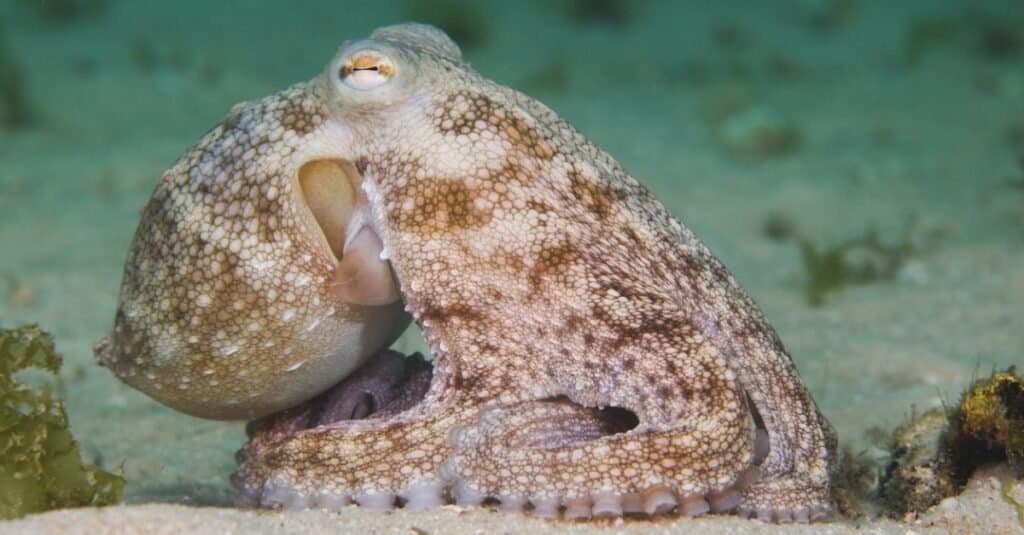 polpo sul fondo dell'oceano