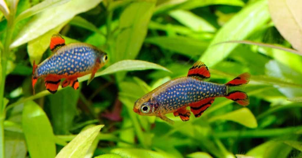 Il pesce più piccolo del mondo: il Danio perla celeste