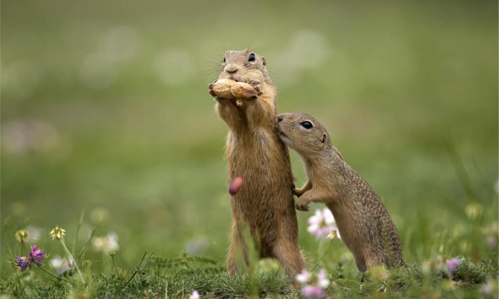Carino gopher in prossimità su un prato estivo con erba.