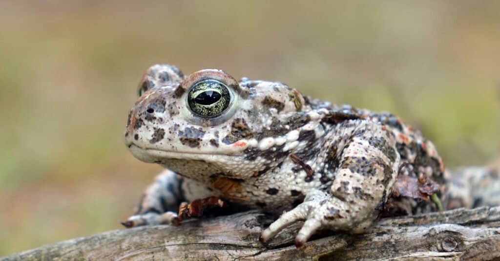 Rospo Natterjack seduto sul bordo dell'acqua.