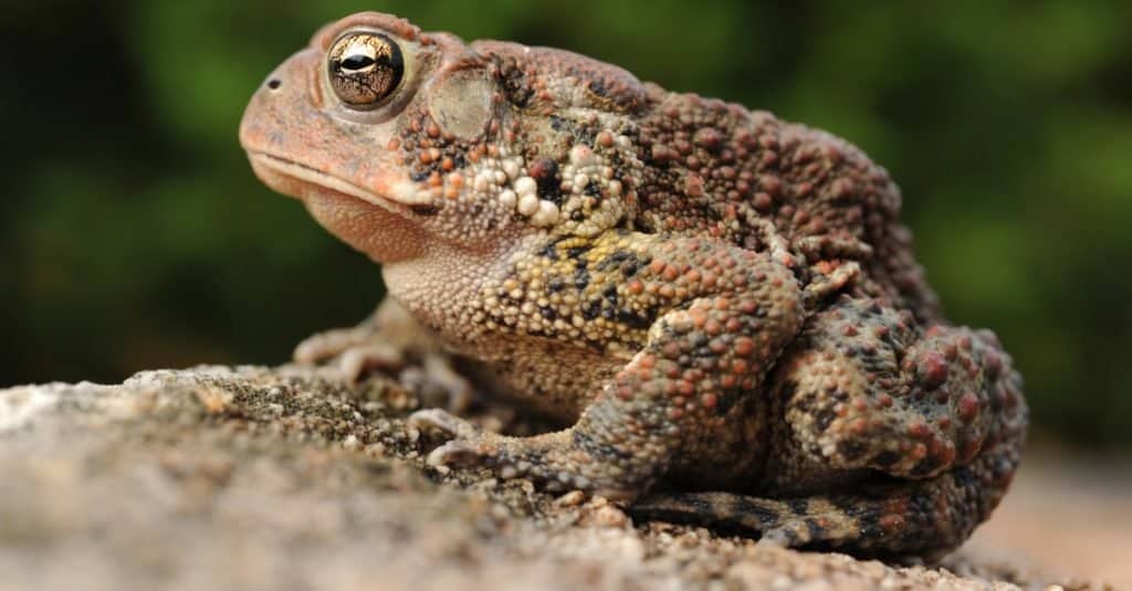 Primo piano di American Toad seduto su una roccia.
