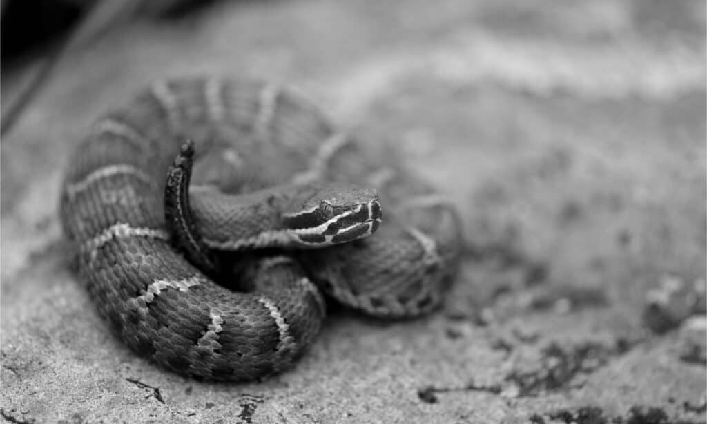 Un giovane serpente a sonagli dal naso a cresta dell'Arizona meridionale.