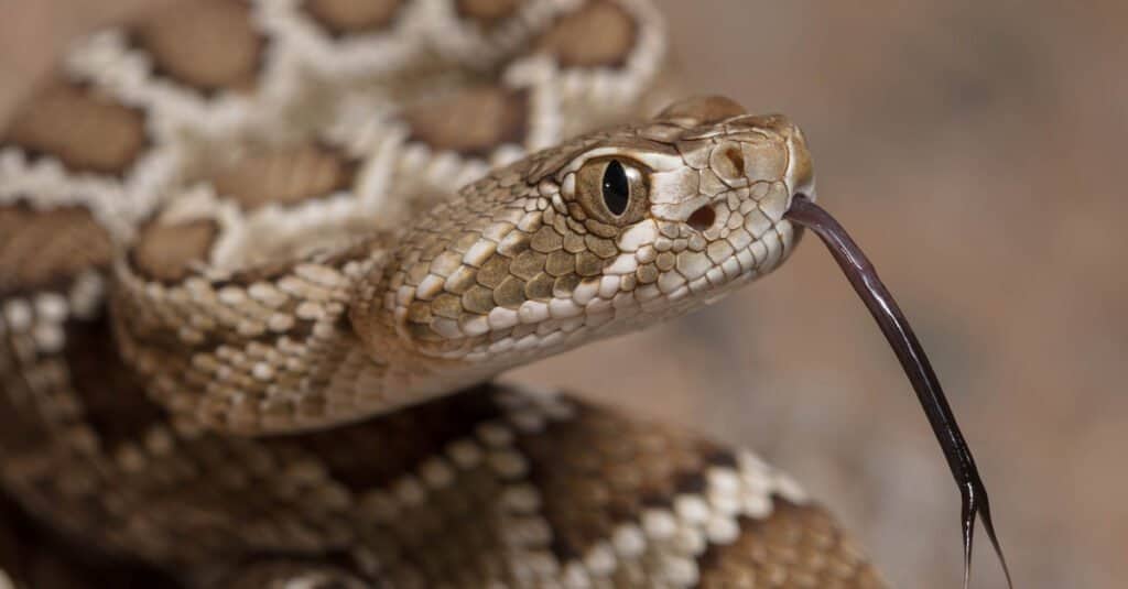 ritratto di serpente a sonagli bambino
