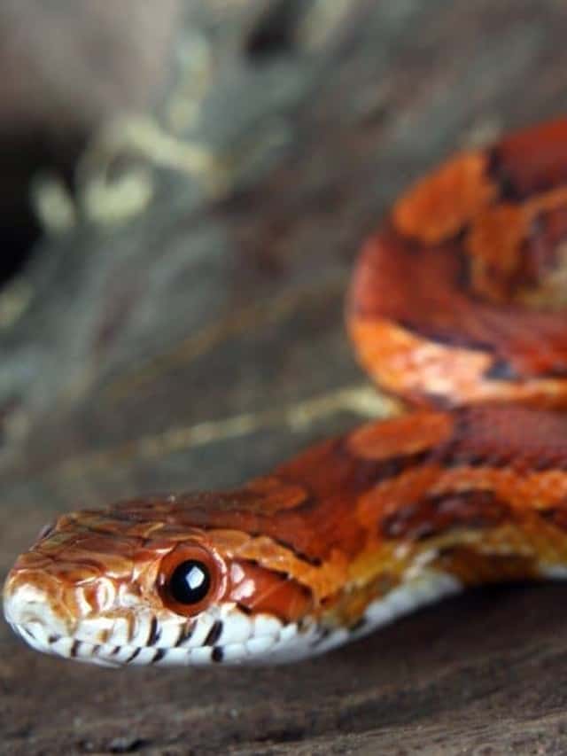 Durata della vita del serpente di mais Quanto tempo vivono i serpenti di mais Immagine di copertina