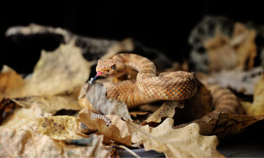 Panamint serpente a sonagli