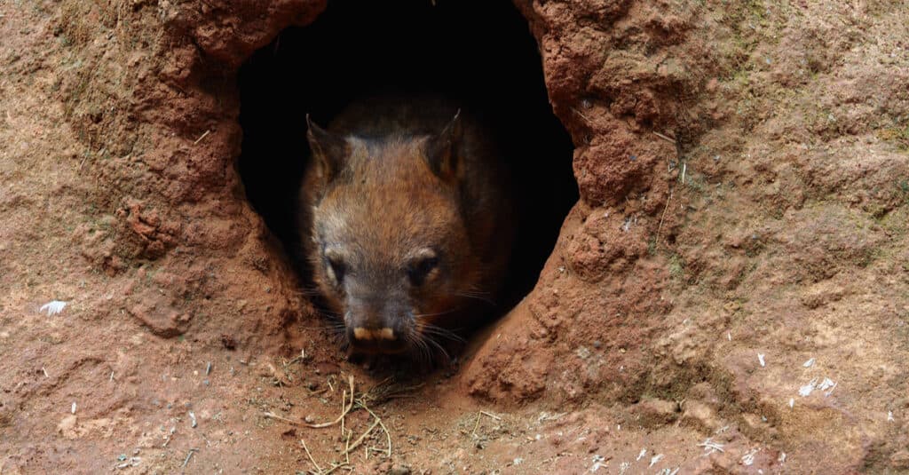 Do Wombats Make Good Pets - Wombat che emerge dalla sua tana