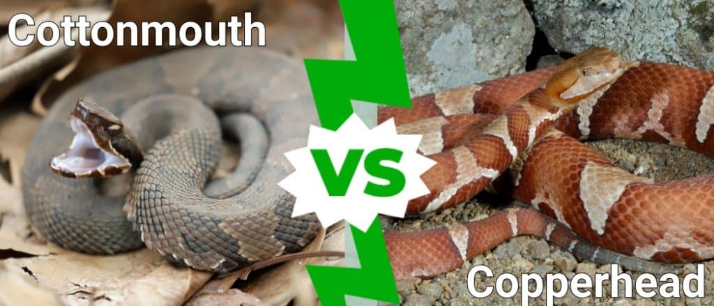 cottonmouth vs testa di rame
