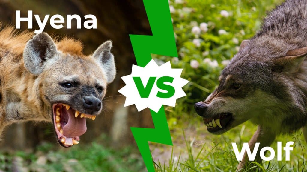 iena contro lupo