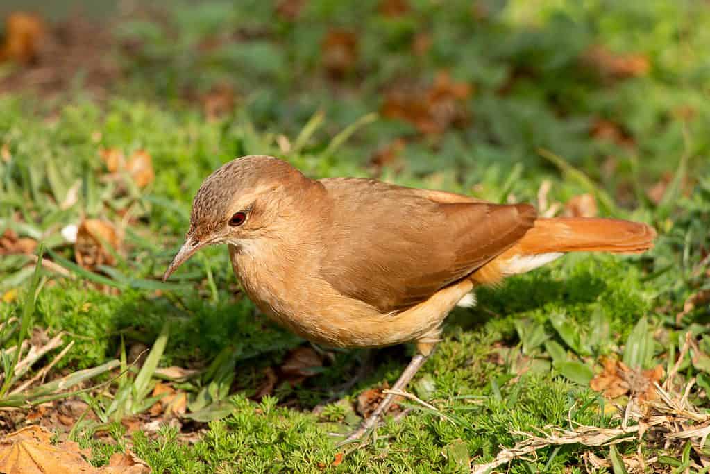 L'hornero rossiccio (Furnarius rufus) è l'uccello nazionale dell'Argentina.