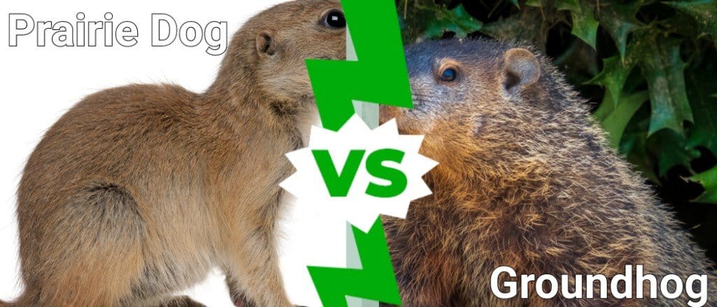 Il cane della prateria contro la marmotta