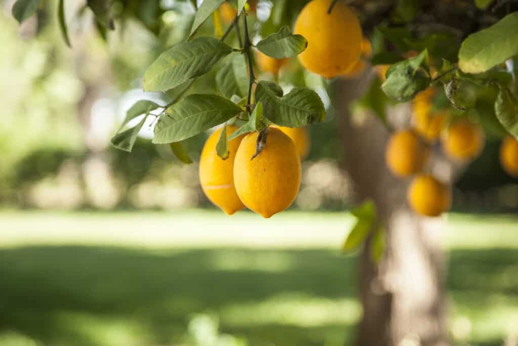 Limoni Meyer maturi appesi a un albero con foglie verde brillante.