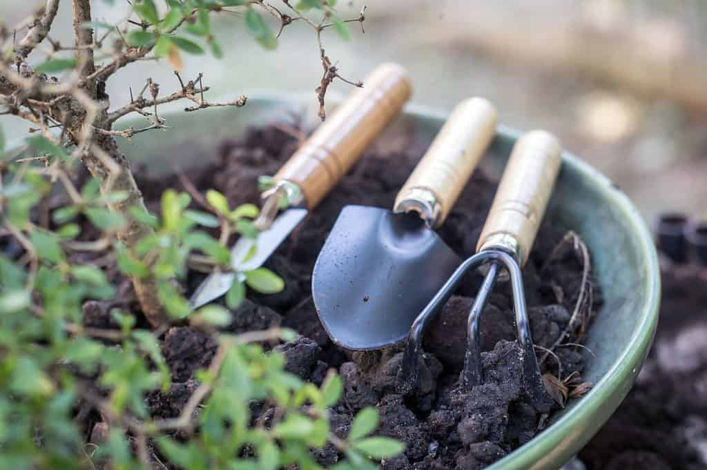 strumenti per alberi bonsai a fuoco