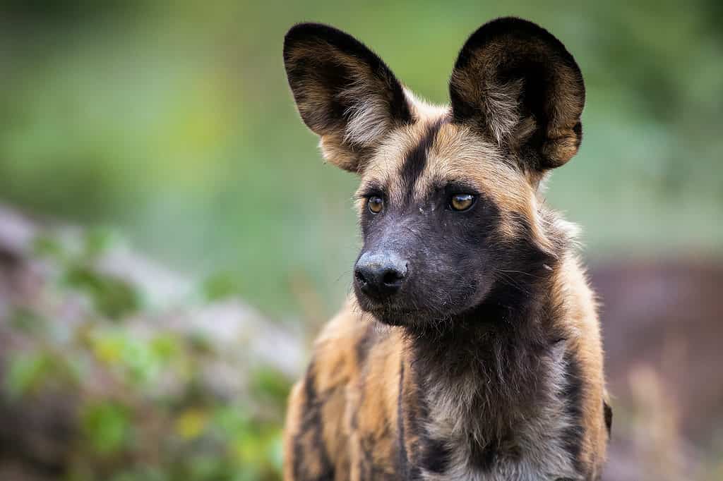 Chiuda in su del cane selvatico