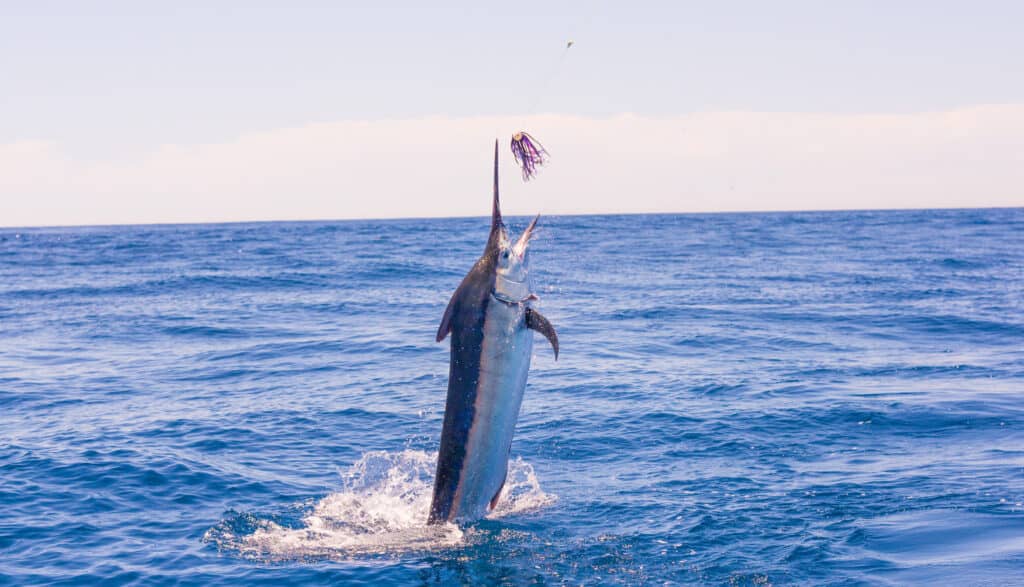 Marlin che salta
