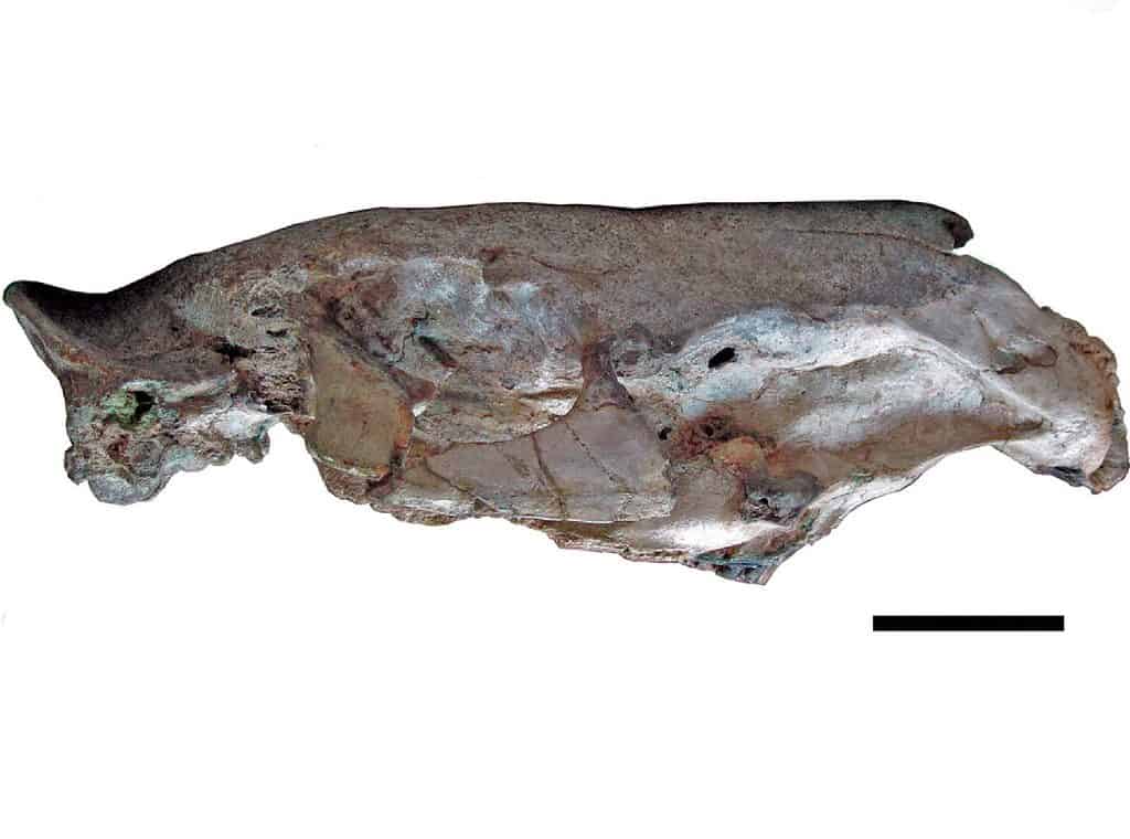 Cranio di Josephoartigasia Monesi