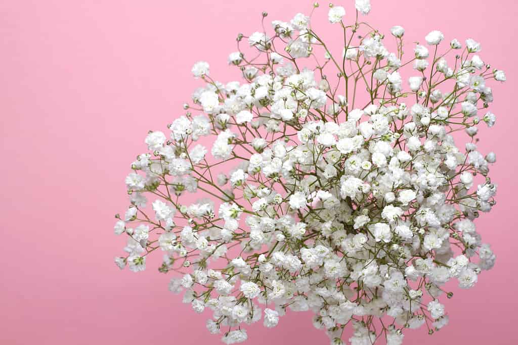 Un bouquet di fiori di respiro del bambino su uno sfondo rosa, primo piano.