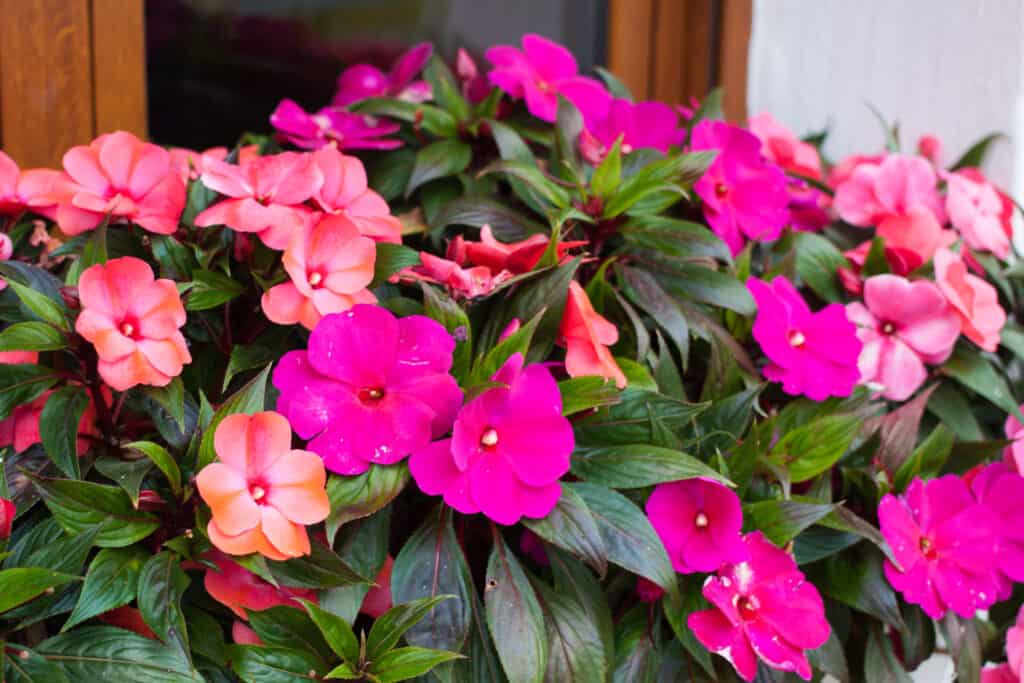 fiori impatiens rosa brillante
