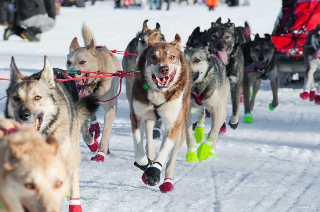Cani da slitta che corrono in una corsa indossando la protezione della zampa