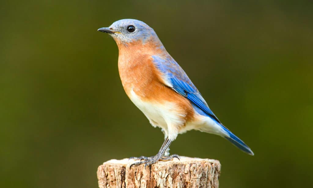 Bluebird orientale femminile