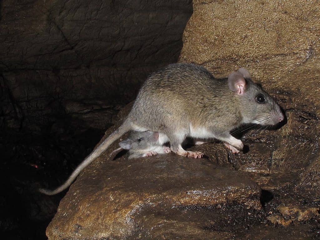 Allegheny Woodrat (Neotoma magister)
