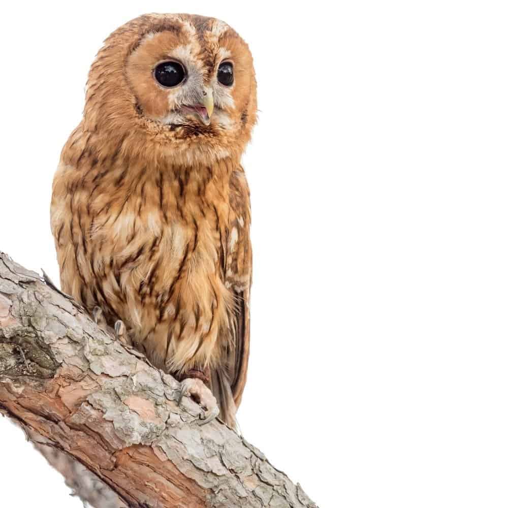 Allocco, fotogramma a sinistra, appollaiato su un ramo di un albero marrone, su un isolato bianco.  Il gufo è bianco e varia tonalità di oro e marrone.  Sta guardando verso l'inquadratura a destra, con occhi rotondi e scuri, senza pupilla distinguibile. 