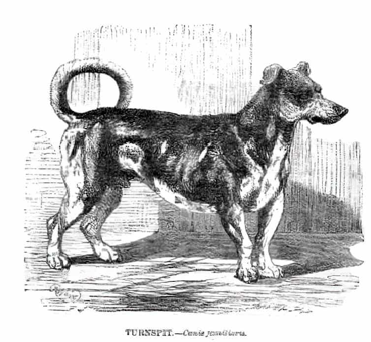 Cane girarrosto