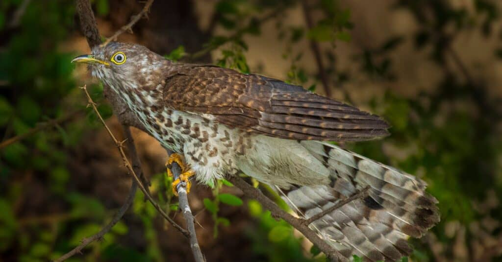 Uccelli che depongono le uova nei nidi di altri uccelli: Cuculo comune