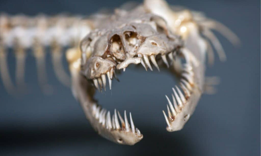 Primo piano dello scheletro del serpente