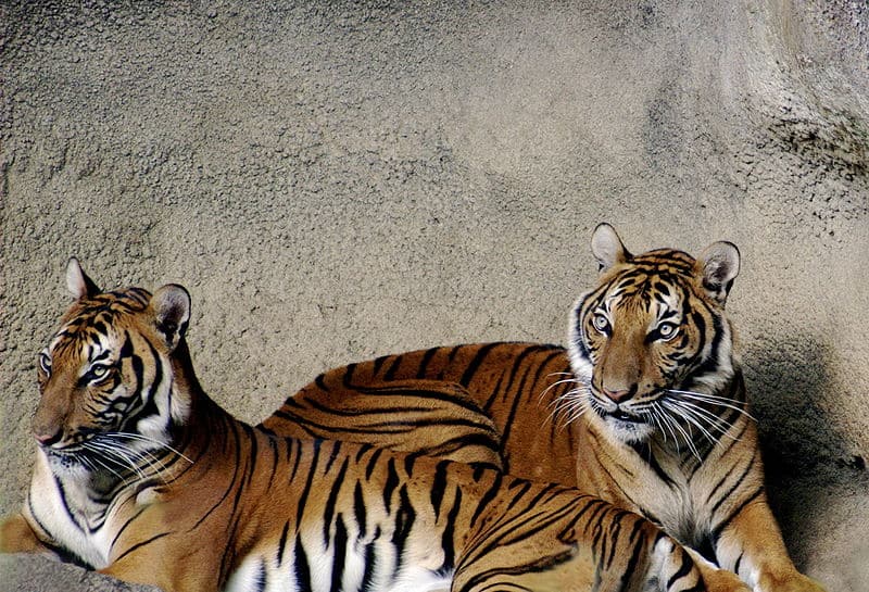 Tigri indocinesi (Panthera tigris corbetti), zoo e giardino botanico di Cincinnati