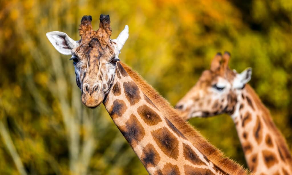 Giraffa settentrionale