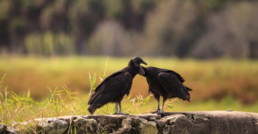 Incontra le 7 specie di avvoltoi del nuovo mondo