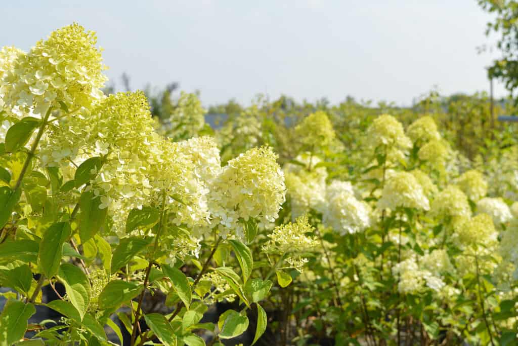 ribalta hydrangea crescente in campo