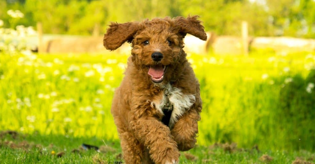 Cucciolo irlandese di Doodle che attraversa il parco