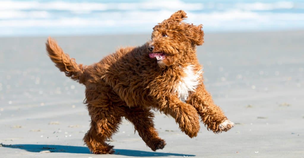 Doodle irlandese che gioca sulla spiaggia