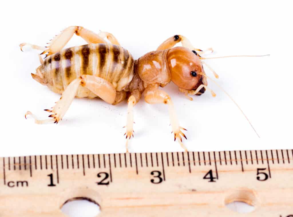 Un grillo di Gerusalemme su uno sfondo bianco accanto a un righello