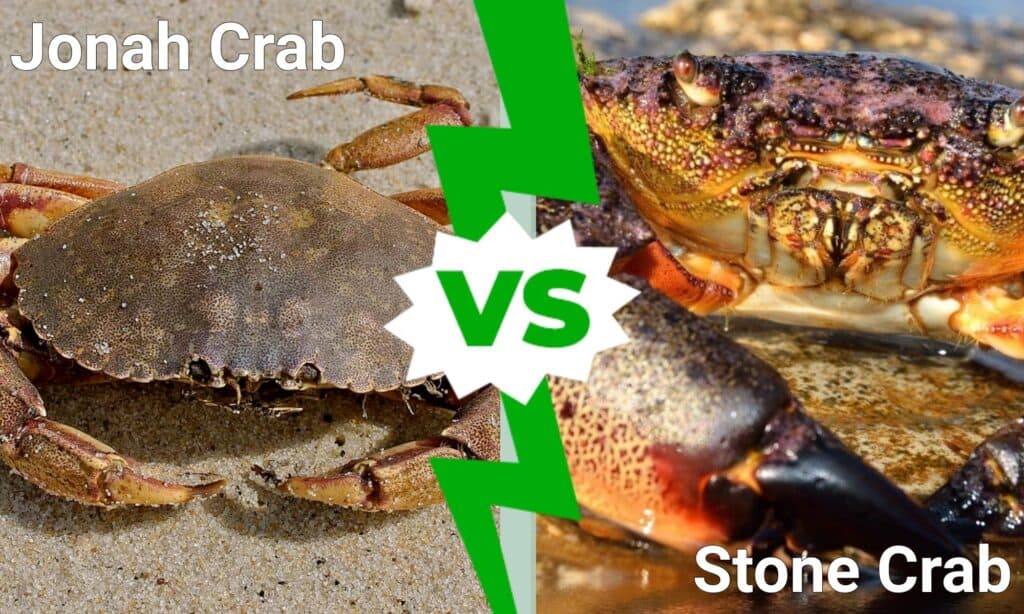 jonah crab vs stone crab